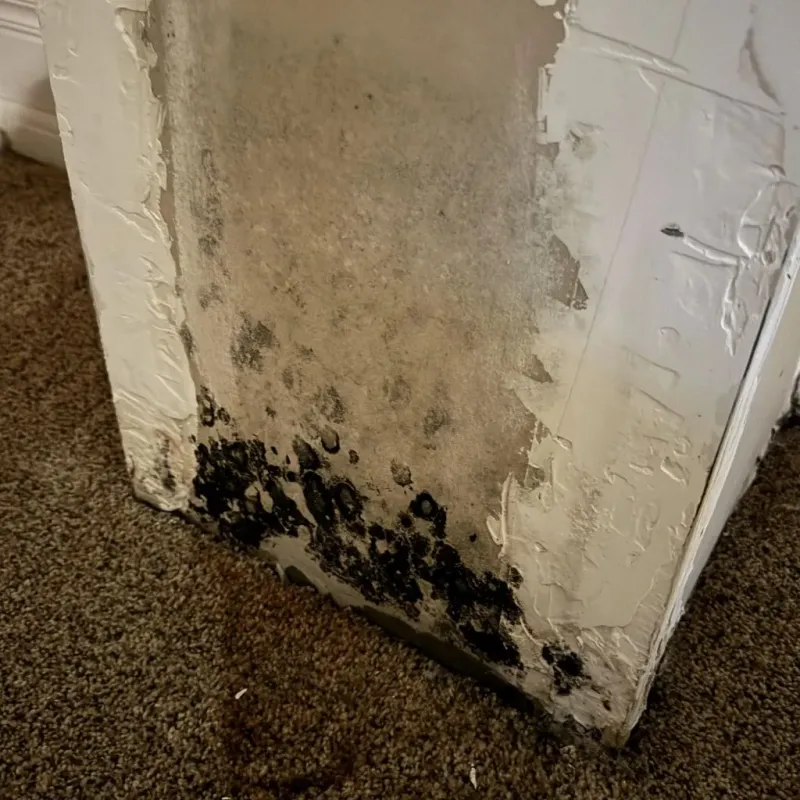 Professional Mold Removal in Jacksonville, IL